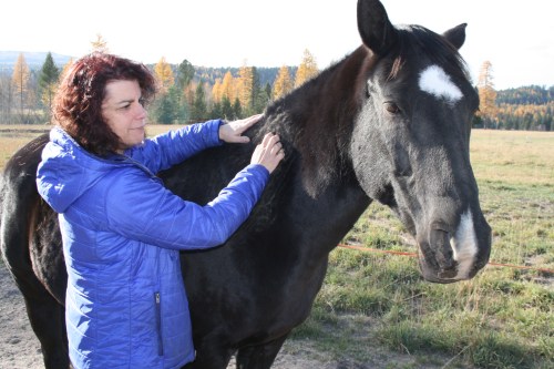 rh-with-one-horse-img_3675